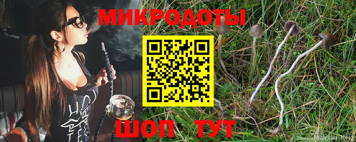 Псилоцибиновые грибы Psilocybine cubensis Кстово