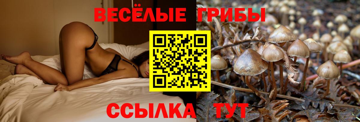 Псилоцибиновые грибы мицелий  Вход с VPN  Кстово  Псилоцибиновые грибы Psilocybe 